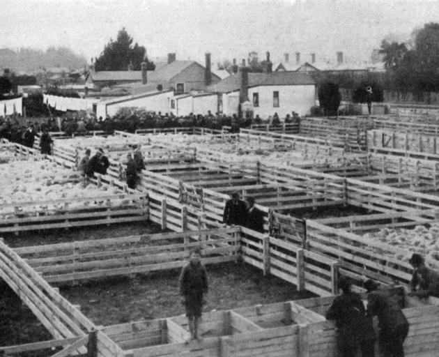 The saleyards at Milton on a recent sale day. - Otago Witness, 25.6.1919