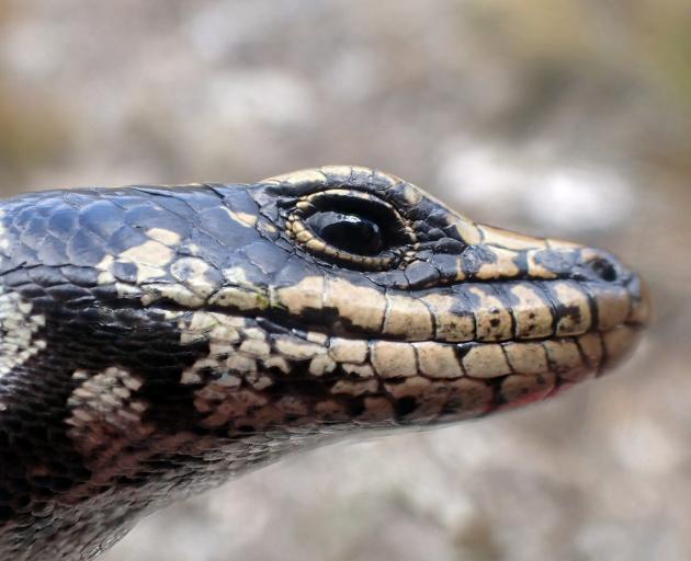 The Otago Skink. Photo: Jo Virens