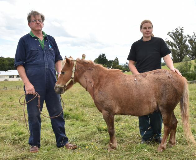 After being stabbed in a vicious attack in his Waitati paddock at midnight on Sunday, miniature...