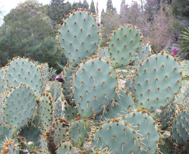 A common prickly pear species, Opunita ficus-indica, known as Indian fig. Photos: Gillian Vine 