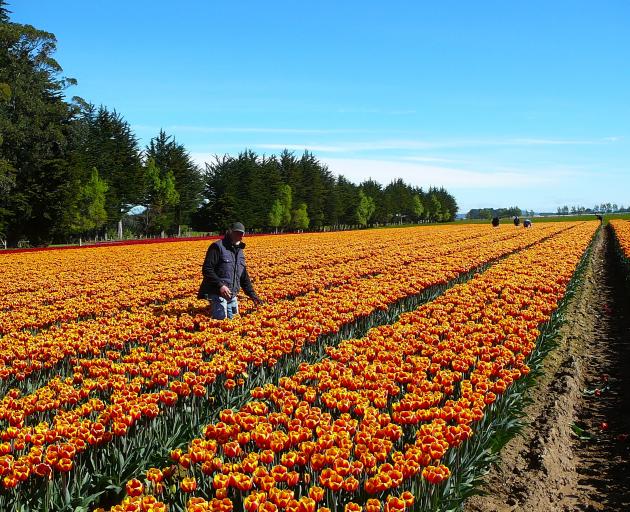 Jan Steltenpool helps ensure only the best tulip bulbs make the grade. Photo: Supplied