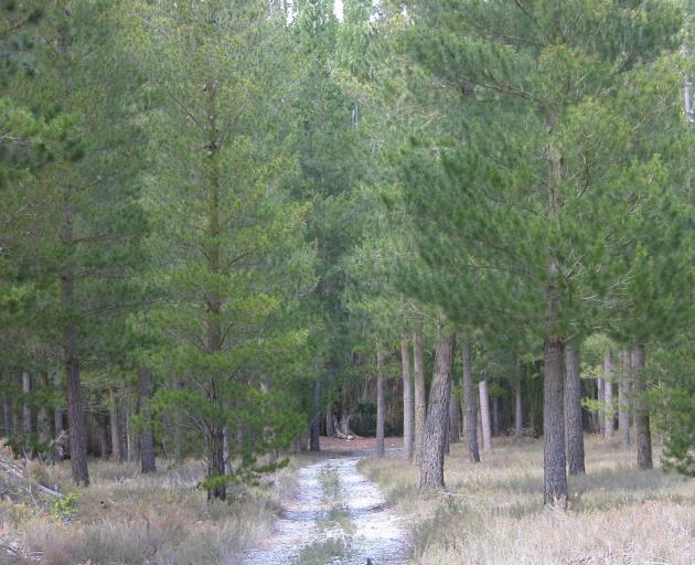 Forestry Minister Shane Jones said the Government's One Billion Trees programme was not responsible for farmers and landowners selling land to forestry companies. Photo: File