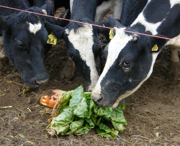 Cows love fodder beet and and utilise it well, but researchers are looking at the best ways of managing and feeding the crop. Photo: Southern Rural Life Files