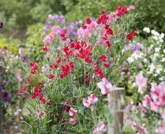 Sweet peas need a good supply of plant food. Photo: Getty Images 