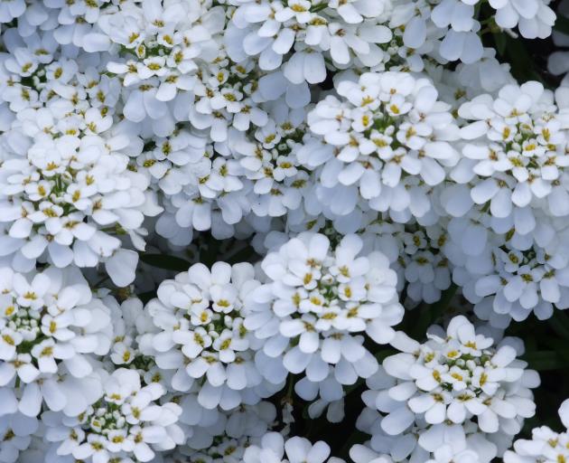 Perennial candytuft (iberis) flowers in November. Photo: Gillian Vine 