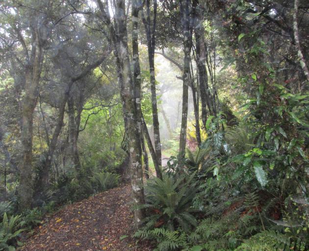 The tranquil bush of Orokonui Ecosanctuary. Photo: Alister Robinson