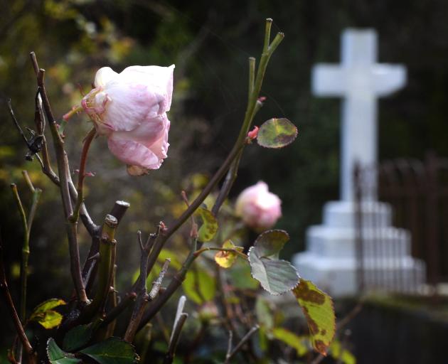 Some of the surviving heritage roses at Dunedin's Northern Cemetery. Photo: Gerard O'Brien