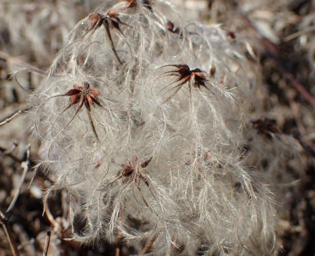 Clematis tangutica seed is dispersed by the wind.