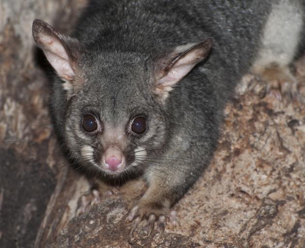 Police Attend Home Invasion By Possum Otago Daily Times Online News