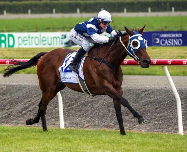 Canterbury mare Gifted will attempt to complete a hat-trick of wins in tomorrow’s Oamaru Cup for...