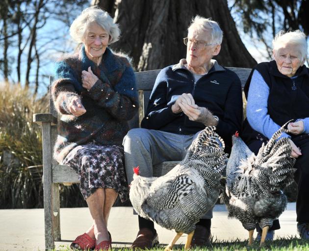 Feeding the Plymouth Rock roosters which have made themselves at home at Leslie Groves Hospital in Wakari, Dunedin, are (from left) Margaret Pennycuick (84), Grant Moody (89) and Patricia Siegle (90). Photo: Christine O'Connor