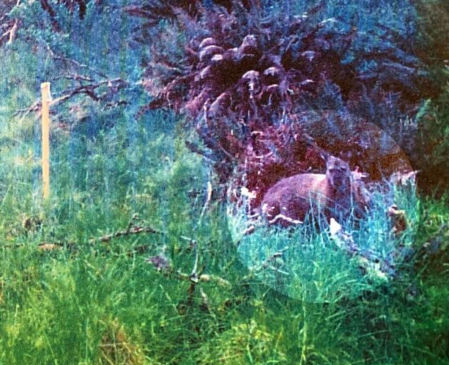 A wallaby is spotted in the hills near Naseby last year. PHOTO: MANIOTOTO PEST MANAGEMENT


