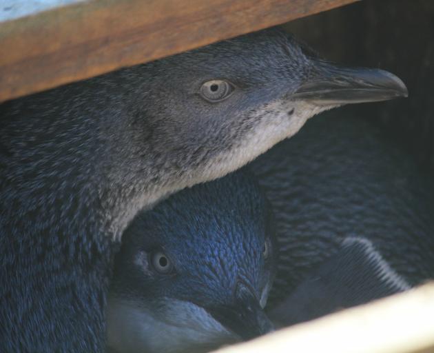 Little penguins peer out of one of the 350 nesting boxes at the Oamaru Blue Penguin Colony yesterday. While many penguins do venture into Oamaru, most nest in one of two harbour reserves for the world’s smallest penguin. Photo: Hamish MacLean