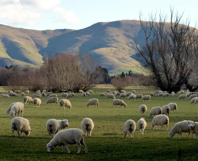 Revenue, profit and processing rates were all up for Invercargill's Blue Sky Meats; pictured,...