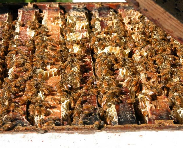 If a hive is infected with American Foulbrood, then it has to be destroyed. The Southern Beekeepers discussion group is running a sustainable farming fund study, Clean Hive, to determine the best method of infection detection. Photo: SRL archive