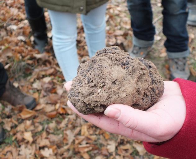 A 100g truffle dug on the hunt at Tarago Truffles.