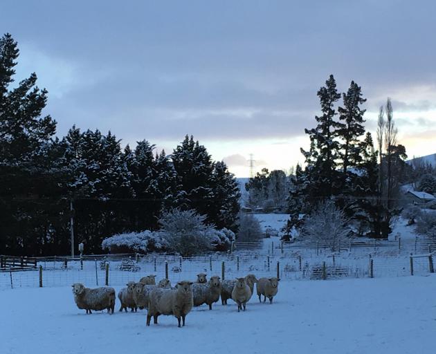 A cold start to the day for these sheep in Millers Flat. Photo: Supplied