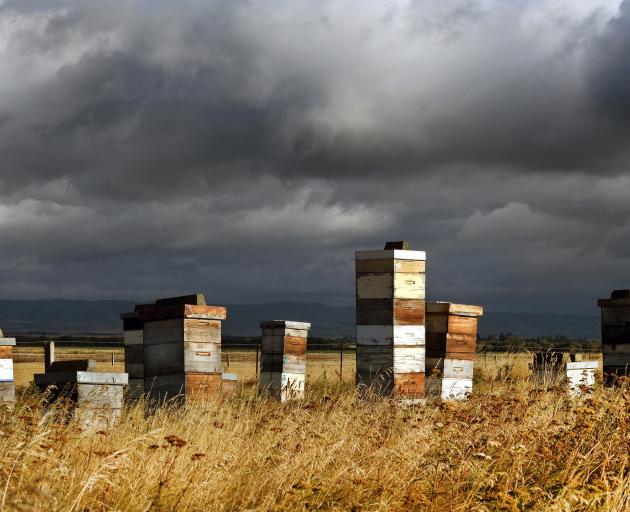 New Zealand is the world's third-largest exporter of honey by value, behind China and Argentina. Photo: Stephen Jaquiery New Zealand is the world's third-largest exporter of honey by value, behind China and Argentina. Photo: Stephen Jaquiery