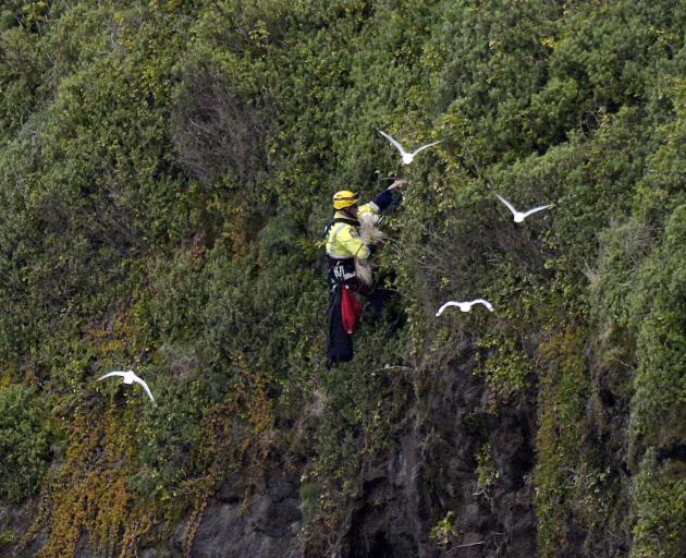 Firefighter Grant Swanson scales a cliff at Lawyers head to save Benji the dog. Photo:Gerard O...