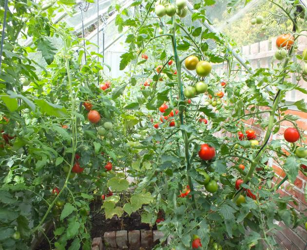 Tall (intermediate) tomatoes in a Central Otago glasshouse. Photo: Bettina Vine 