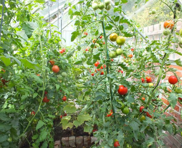 Tall (intermediate) tomatoes in a Central Otago glasshouse. Photo: Bettina Vine