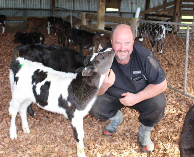 Lumsden dairy farmer Jason Herrick tends to his newborn herd during a busy calving season, a particularly high-pressure time for industry workers. Photo: Abbey Palmer