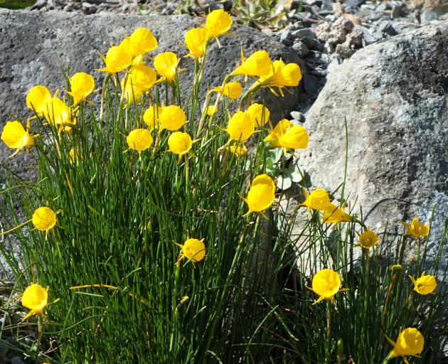 Merodon equestris tends to avoid narcissus with small bulbs, such as N. bulbocodium.