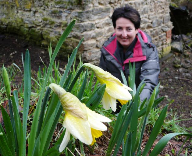 Weatherstons Brewery and Daffodils Trust secretary Mel Foster inspects the first of the blooms at...