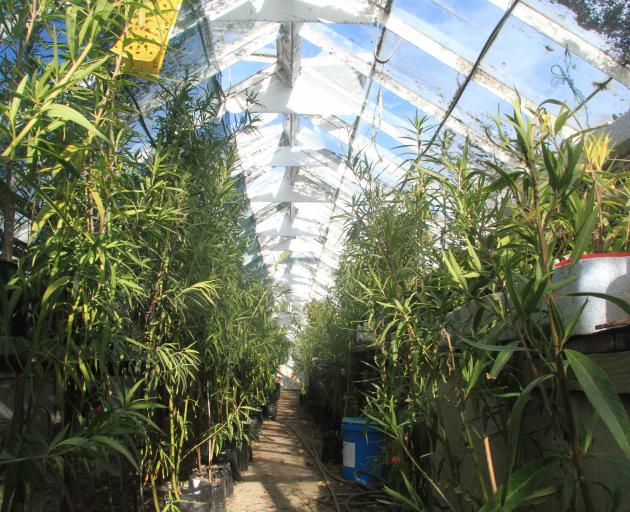The Waitaki Community Gardens community nursery at Oamaru Public Gardens is used to grow natives...