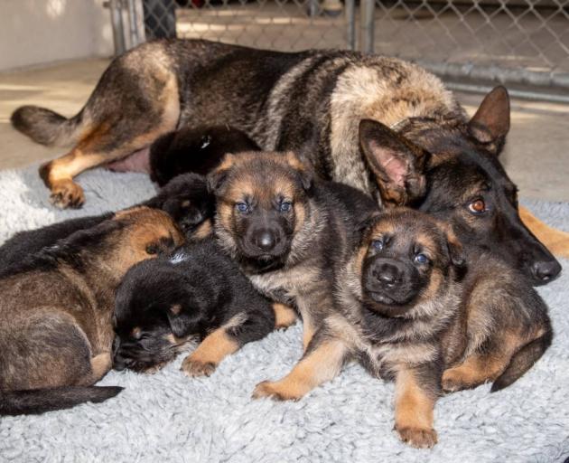 A litter of puppies bred at the NZ Police dog training centre. Photo: NZME
