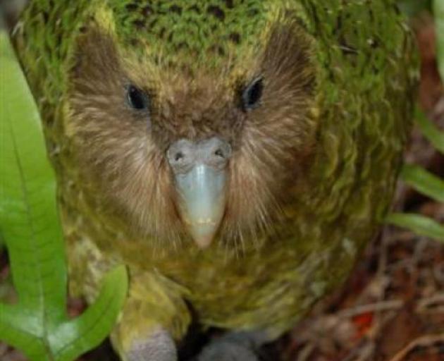Kakapo. PHOTO: ODT FILES