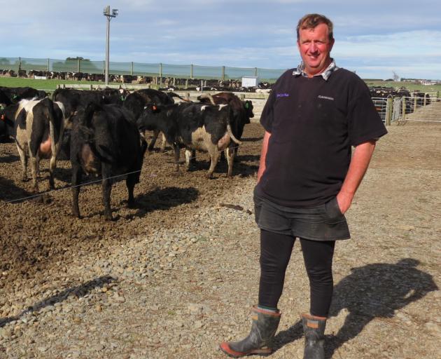 Dairy farmer Dean Alexander, of Lochiel, uses a feed, calving and wintering pad, to improve wintering and calving practices for both cows and staff. Photo: Yvonne O'Hara