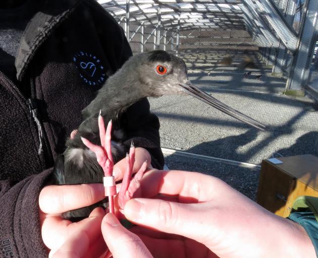 Adult black stilt Tonui is prepared for a return back into the wild after healing from an infected foot. Photo: Jemma Welch