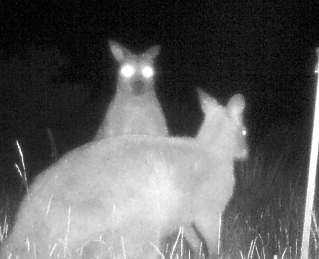A night vision view of a pair of wallabies on a property in Naseby. PHOTO: MANIOTOTO PEST MANAGEMENT
