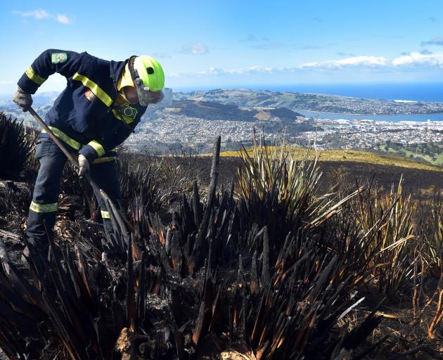 Wakari Firefighter Craig Connor digs for hot spots on Flagstaff. PHOTO: PETER MCINTOSH
