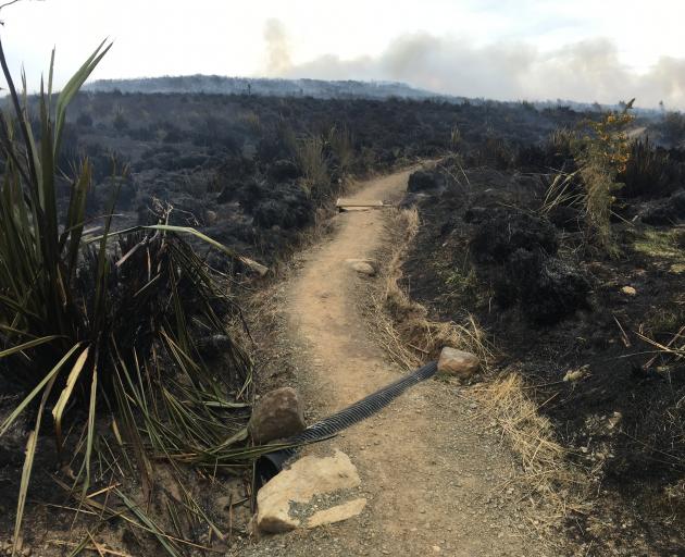 Burnt tussock on the Pineapple Track earlier today. Photo: Gerard O'Brien