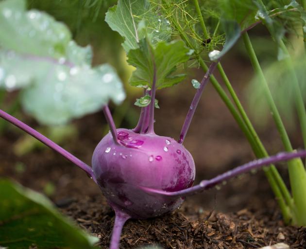 Kohlrabi. Photo: Getty Images 