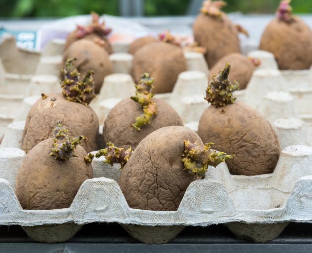 Chitting potatoes - the process of laying seed potatoes out in a dry, airy place out of direct...