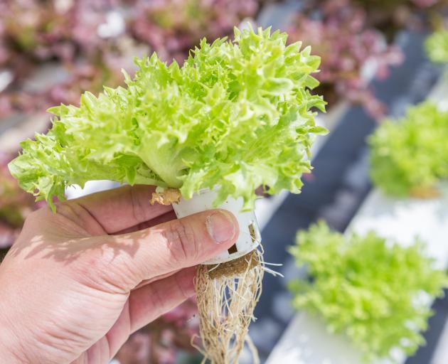 Lettuces grown hydroponically seem to have the same flavour according to John. 