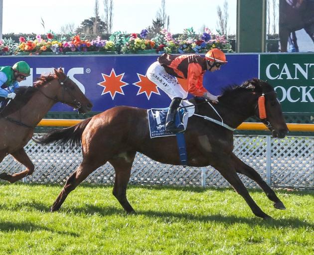 Irish Excuse, pictured winning the open sprint at Riccarton  Park  on the first day of the Grand National carnival last month,  is seeking back-to-back wins in the South Otago Cup  at Wingatui today. Photo: Race Images