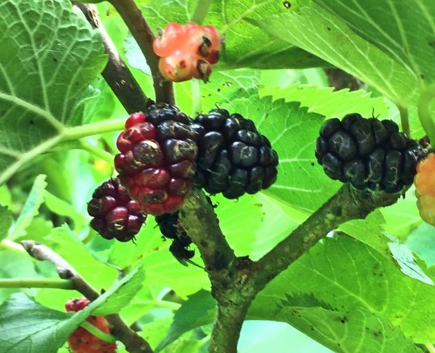 Mulberries look rather like blackberries but they are not related. Photo: Bettina Vine 