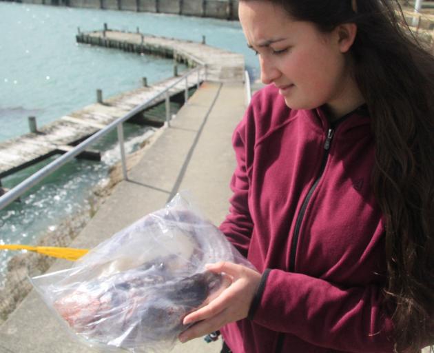 LeopardSeals.org research assistant Giverny Forbes has a look at a fish that might be part of a...