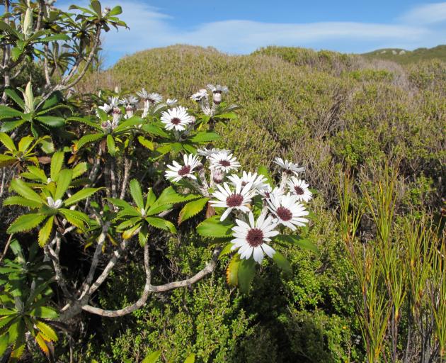 The native Olearia tree daisy teteaweka flowering in shrubland near the island's summit. Photo:...