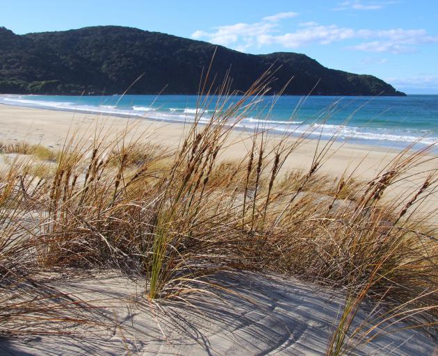 Pingao, the native golden sand sedge, is well established in the Sealers Bay dunelands. 