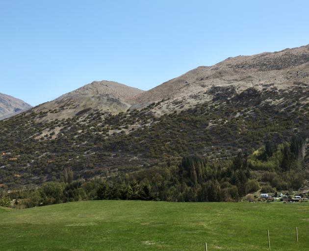 A simulation of how the lower slopes of Mt Dewar would look from North Ridge after 10 years, the proposed buildings to be in brown and the Coronet Peak road running through the picture. Photo: Treespace Queenstown