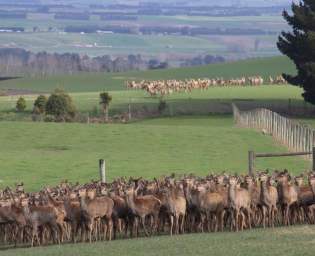 Maurice and Renee Judson, of Awamangu, manage the Wistaria Company's 1700ha sheep, deer and cattle property. Photo: Supplied