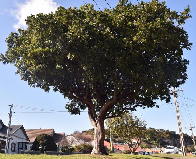 The strawberry tree on a berm near the junction of Tainui Rd and Lochend St in Dunedin makes a...