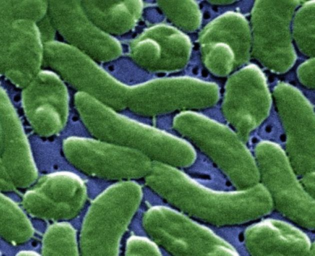 bacteria_s_stress_busting_secrets_1945564063.jpg