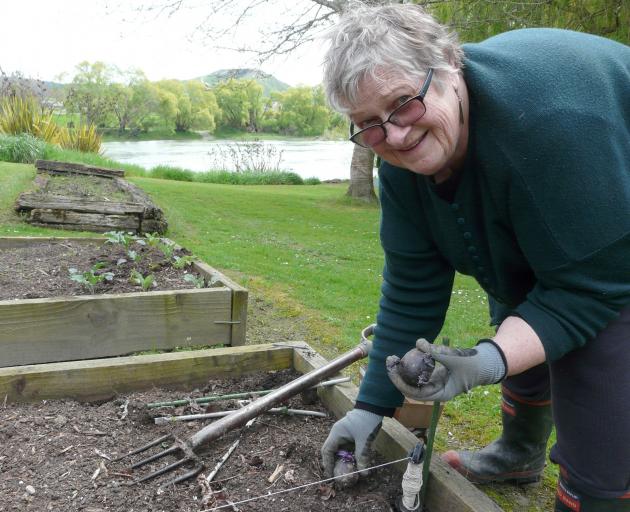 Waitahuna-Lawrence Garden Club secretary Margaret Healy plants seed potatoes in her Beaumont garden, adjoining the Clutha River, before the club's 50th jubilee this Saturday. Photo: Richard Davison