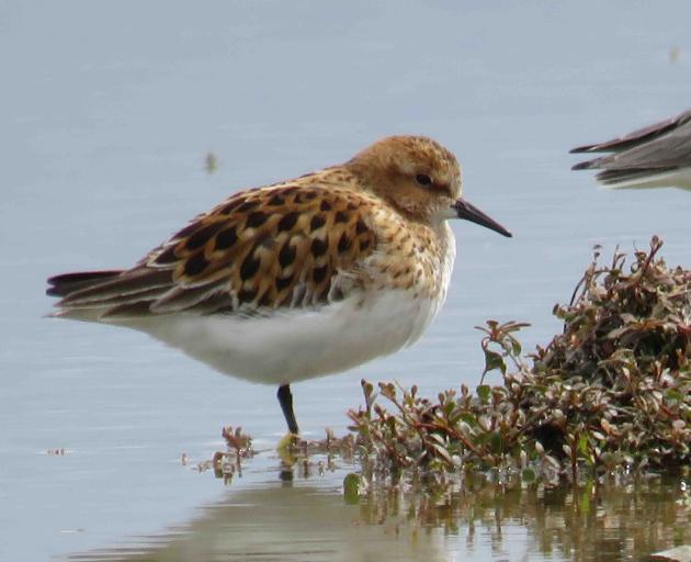 A rare bird, named "little stint", was spotted in Birdlings Flat 12,000km from its home in the...